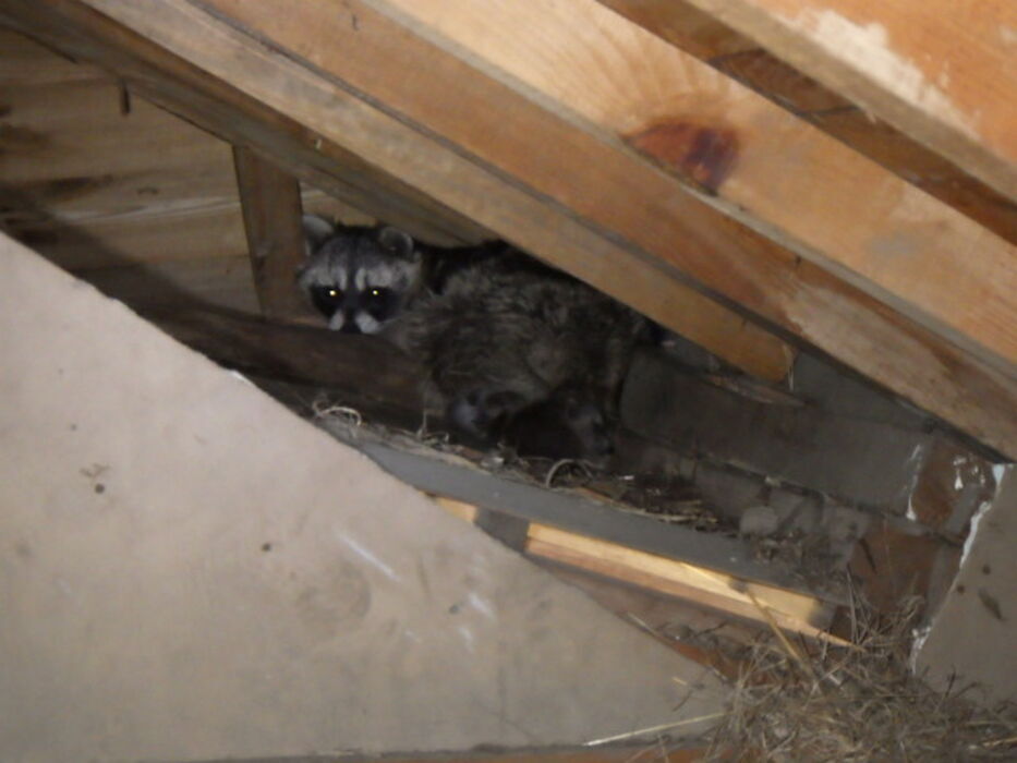 土浦市の戸建て住宅でアライグマ駆除を行いました！